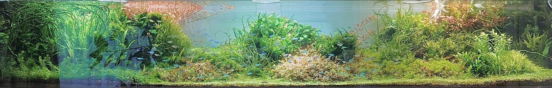 レヨンベールアクア 事務所の水草水槽